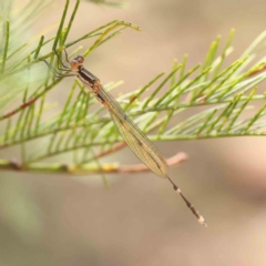 Austrolestes leda (Wandering Ringtail) at O'Connor, ACT - 16 Feb 2023 by ConBoekel