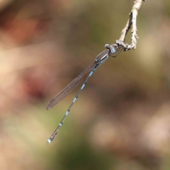 Austrolestes leda (Wandering Ringtail) at Dryandra St Woodland - 16 Feb 2023 by ConBoekel