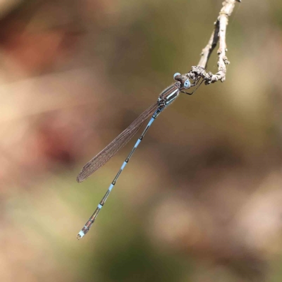 Austrolestes leda (Wandering Ringtail) at Dryandra St Woodland - 16 Feb 2023 by ConBoekel