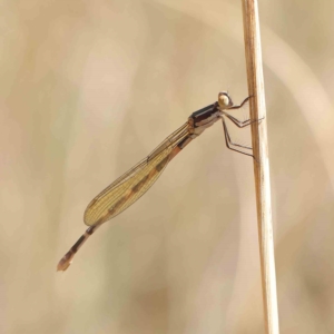 Austrolestes leda at O'Connor, ACT - 16 Feb 2023