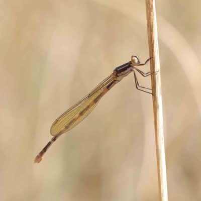 Austrolestes leda (Wandering Ringtail) at Dryandra St Woodland - 16 Feb 2023 by ConBoekel