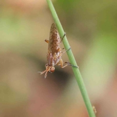 Dichetophora sp. (genus) (Marsh fly) at Dryandra St Woodland - 16 Feb 2023 by ConBoekel