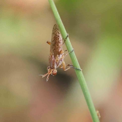 Dichetophora sp. (genus) (Marsh fly) at Dryandra St Woodland - 16 Feb 2023 by ConBoekel