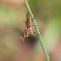 Dichetophora sp. (genus) (Marsh fly) at O'Connor, ACT - 16 Feb 2023 by ConBoekel