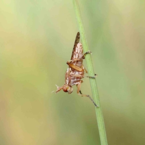 Dichetophora sp. (genus) at O'Connor, ACT - 16 Feb 2023