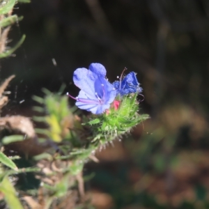 Echium vulgare at Greenway, ACT - 18 Feb 2023 08:45 AM