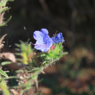 Echium vulgare (Vipers Bugloss) at Greenway, ACT - 18 Feb 2023 by MatthewFrawley