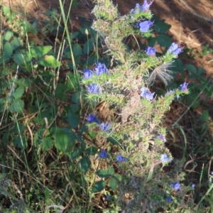 Echium vulgare at Greenway, ACT - 18 Feb 2023 08:45 AM