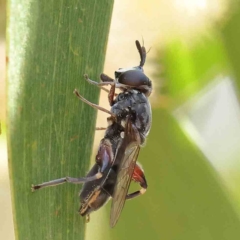 Syrphidae (family) (Unidentified Hover fly) at Dryandra St Woodland - 16 Feb 2023 by ConBoekel