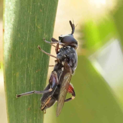 Syrphidae (family) (Unidentified Hover fly) at O'Connor, ACT - 16 Feb 2023 by ConBoekel