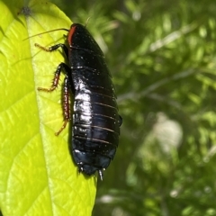 Melanozosteria sp. (genus) at Mallacoota, VIC - 4 Feb 2023 by GlossyGal