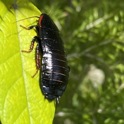 Melanozosteria sp. (genus) duplicate at Mallacoota, VIC - 5 Feb 2023 by GlossyGal