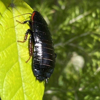 Melanozosteria sp. (genus) duplicate at Mallacoota, VIC - 4 Feb 2023 by GlossyGal