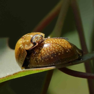 Paropsisterna cloelia at O'Connor, ACT - 16 Feb 2023