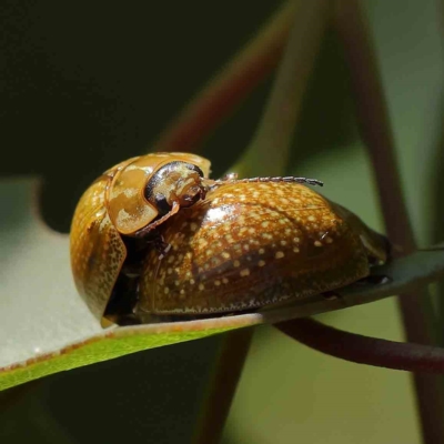 Paropsisterna cloelia (Eucalyptus variegated beetle) at O'Connor, ACT - 16 Feb 2023 by ConBoekel