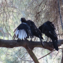 Corcorax melanorhamphos (White-winged Chough) at Greenway, ACT - 18 Feb 2023 by MatthewFrawley