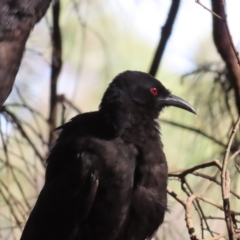 Corcorax melanorhamphos at Greenway, ACT - 18 Feb 2023 08:48 AM