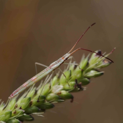 Mutusca brevicornis (A broad-headed bug) at Dryandra St Woodland - 16 Feb 2023 by ConBoekel