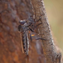 Cerdistus sp. (genus) (Slender Robber Fly) at O'Connor, ACT - 16 Feb 2023 by ConBoekel