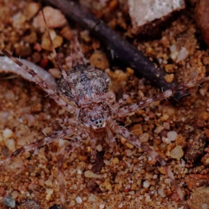 Tamopsis sp. (genus) at O'Connor, ACT - 16 Feb 2023