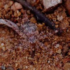 Tamopsis sp. (genus) (Two-tailed spider) at O'Connor, ACT - 16 Feb 2023 by ConBoekel