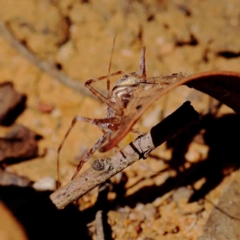 Tamopsis sp. (genus) at O'Connor, ACT - 16 Feb 2023