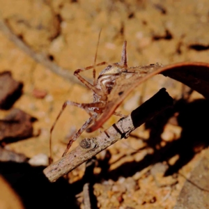 Tamopsis sp. (genus) at O'Connor, ACT - 16 Feb 2023