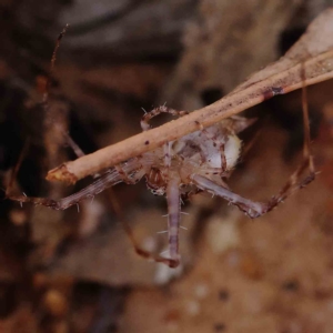 Tamopsis sp. (genus) at O'Connor, ACT - 16 Feb 2023