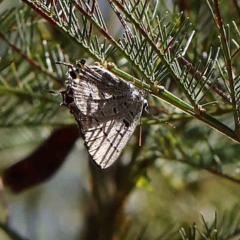 Jalmenus ictinus (Stencilled Hairstreak) at Dryandra St Woodland - 16 Feb 2023 by ConBoekel