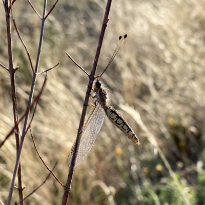 Suhpalacsa flavipes (Yellow Owlfly) at Wandiyali-Environa Conservation Area - 17 Feb 2023 by Wandiyali