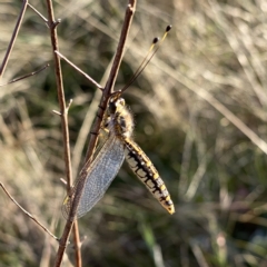 Suhpalacsa flavipes at Googong, NSW - 18 Feb 2023