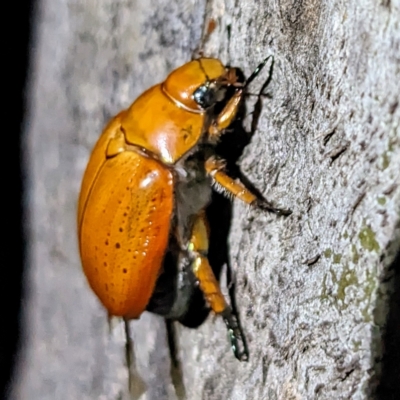 Anoplognathus sp. (genus) (Unidentified Christmas beetle) at Kambah, ACT - 17 Feb 2023 by HelenCross
