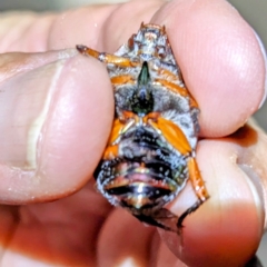 Anoplognathus sp. (genus) at Kambah, ACT - suppressed