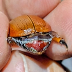 Anoplognathus sp. (genus) at Kambah, ACT - suppressed