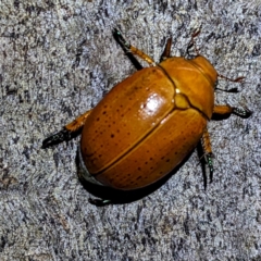 Anoplognathus sp. (genus) at Kambah, ACT - 17 Feb 2023