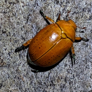 Anoplognathus sp. (genus) at Kambah, ACT - suppressed