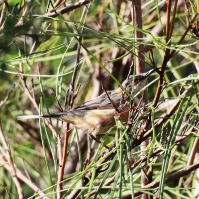 Acanthorhynchus tenuirostris (Eastern Spinebill) at Aranda, ACT - 17 Feb 2023 by KMcCue