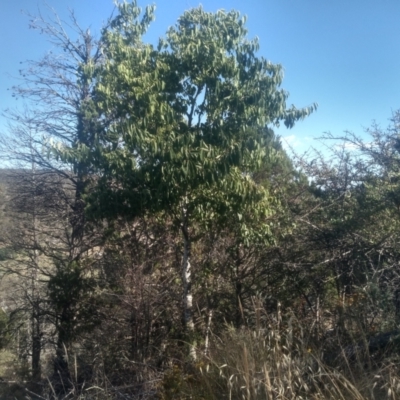 Celtis australis (Nettle Tree) at Cooma, NSW - 17 Feb 2023 by mahargiani