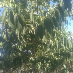 Celtis australis at Cooma, NSW - 18 Feb 2023 09:22 AM