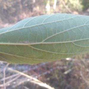 Celtis australis at Cooma, NSW - 18 Feb 2023 09:22 AM