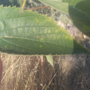 Celtis australis at Cooma, NSW - 18 Feb 2023 09:22 AM