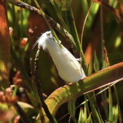 Tipanaea patulella (The White Crambid moth) at Wingecarribee Local Government Area - 21 Dec 2022 by GlossyGal