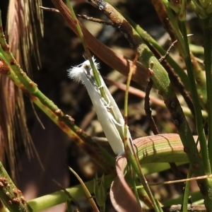 Tipanaea patulella at High Range, NSW - 21 Dec 2022