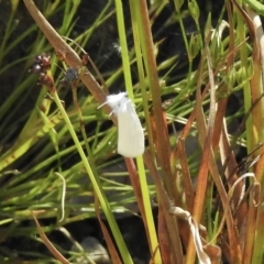 Tipanaea patulella at High Range, NSW - 21 Dec 2022