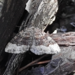 Unidentified Geometer moth (Geometridae) at Burradoo, NSW - 10 Feb 2023 by GlossyGal