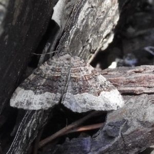 Epyaxa subidaria at Burradoo, NSW - suppressed
