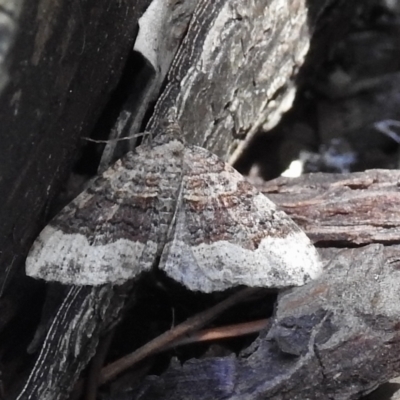Unidentified Geometer moth (Geometridae) at Burradoo, NSW - 10 Feb 2023 by GlossyGal