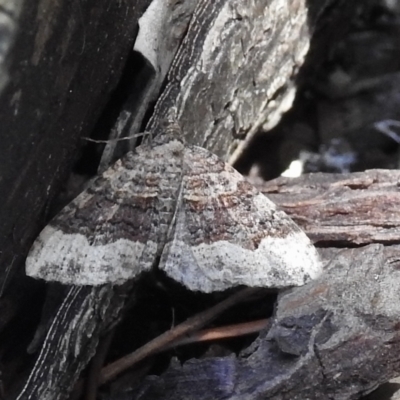 Epyaxa subidaria at Burradoo - 10 Feb 2023 by GlossyGal