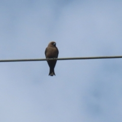 Artamus cyanopterus (Dusky Woodswallow) at Tharwa, ACT - 16 Feb 2023 by RodDeb