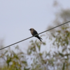 Artamus cyanopterus at Tharwa, ACT - 17 Feb 2023